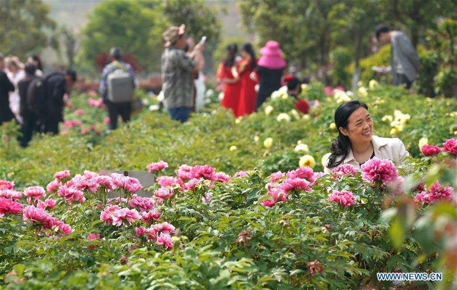 CHINA-HUBEI-PEONY-FLOWERS (CN)