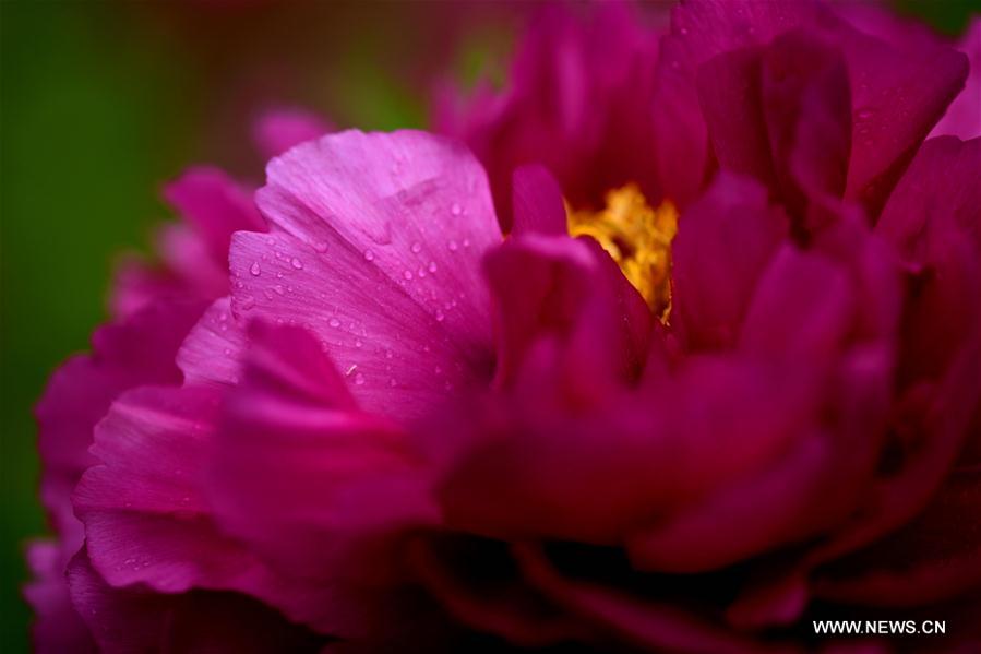 #CHINA-HEBEI-ZHENGDING-PEONY-FLOWERS (CN)