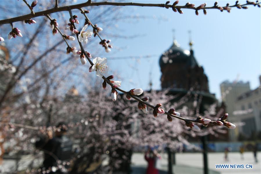 CHINA-HARBIN-SPRING (CN)