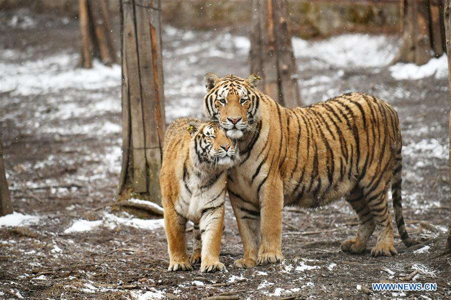 CHINA-HEILONGJIANG-SNOW-SIBERIAN TIGERS (CN)