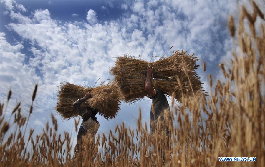 KASHMIR-JAMMU-WHEAT HARVEST