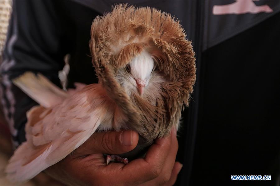 MIDEAST-GAZA-PIGEON-EXHIBITION