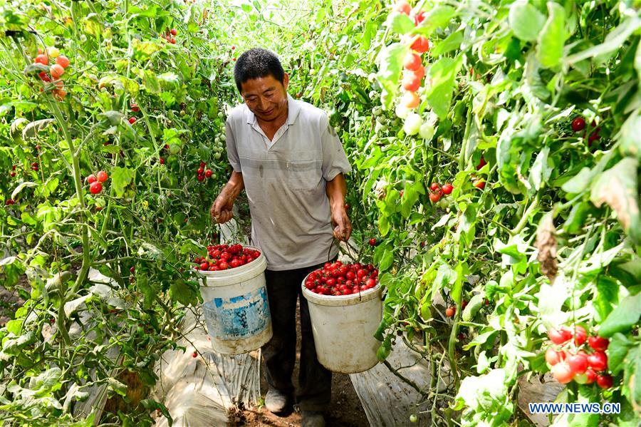 CHINA-XINJIANG-TURPAN-FRUIT-HARVEST (CN)