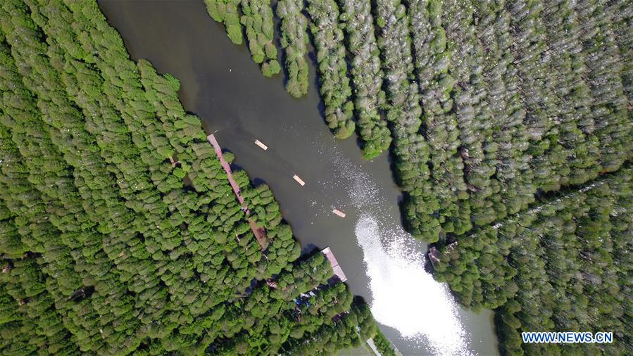 #CHINA-JIANGSU-XINGHUA-FOREST-SCENERY (CN)