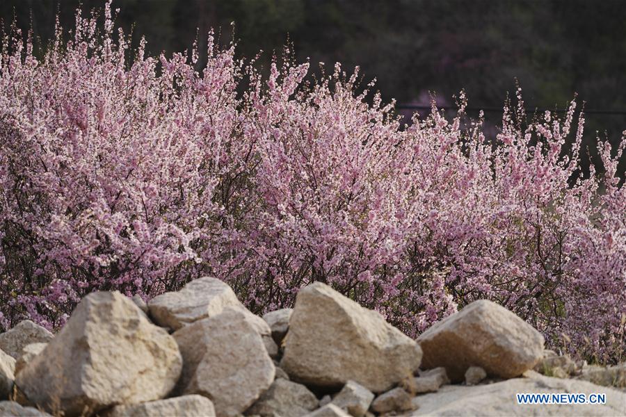 CHINA-HEBEI-CHONGLI-FLOWER-BLOSSOM (CN)