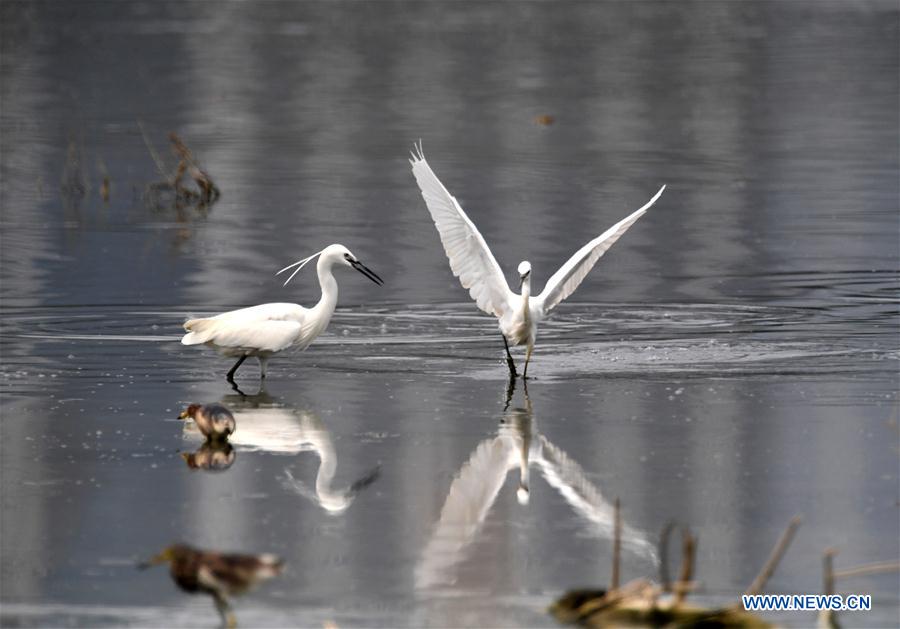 CHINA-NANNING-EGRET (CN)