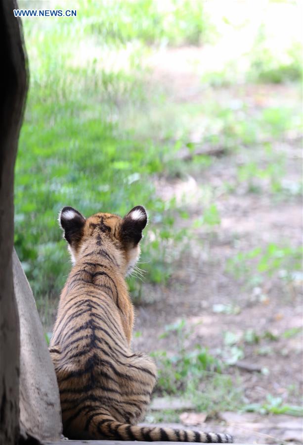 CHINA-HENAN-ZOO-SOUTH CHINA TIGER-CUBS (CN)