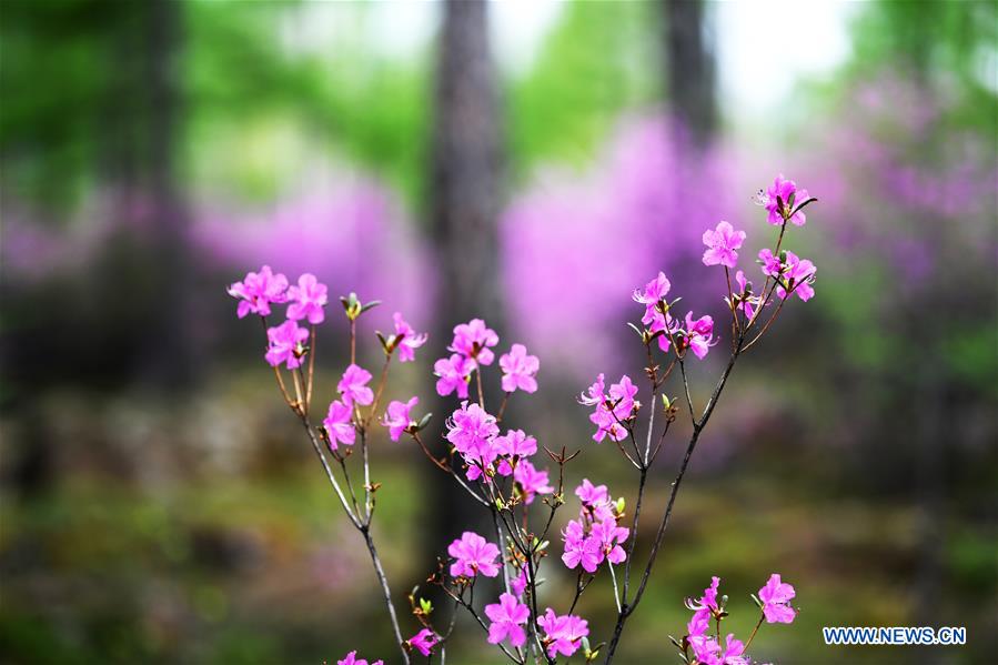 CHINA-HEILONGJIANG-YICHUN-AZALEA (CN)