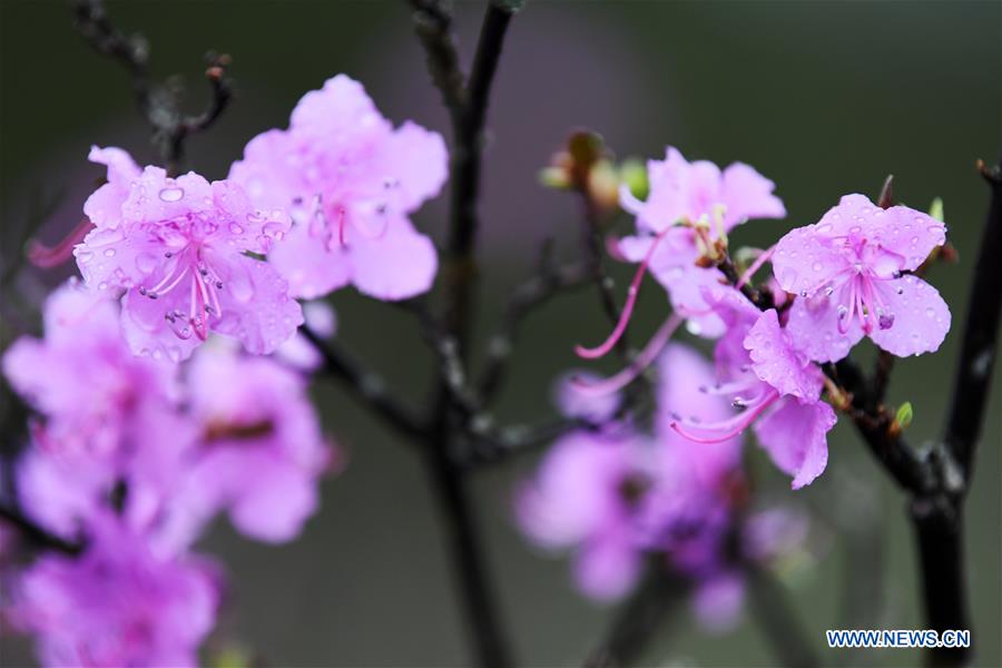 CHINA-HEILONGJIANG-YICHUN-AZALEA (CN)