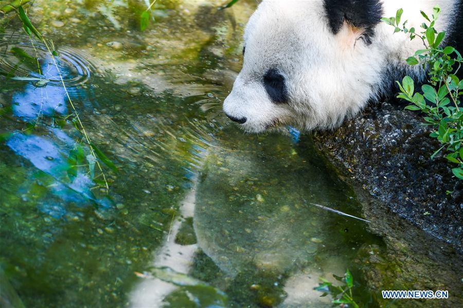 AUSTRIA-VIENNA-GIANT PANDA