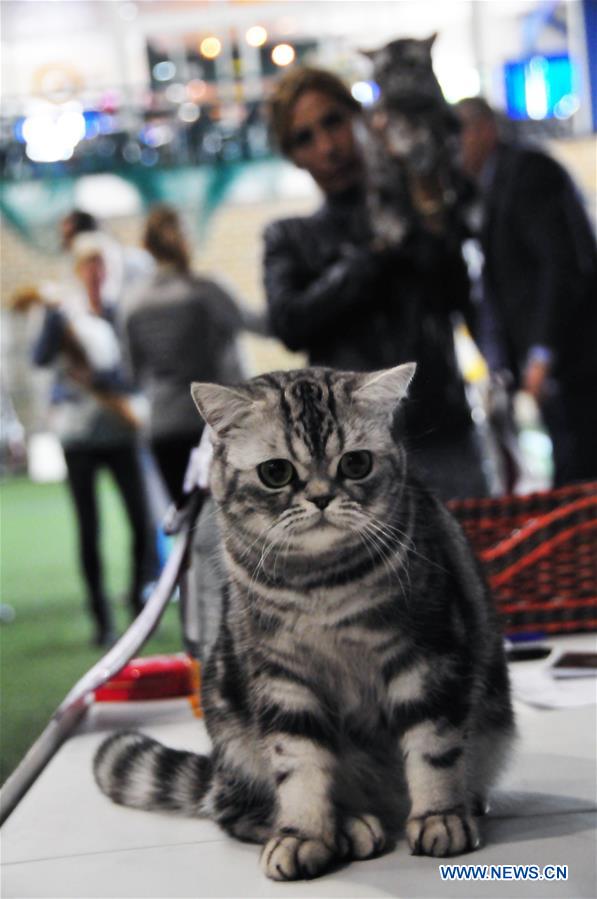 LATVIA-RIGA-CAT SHOW