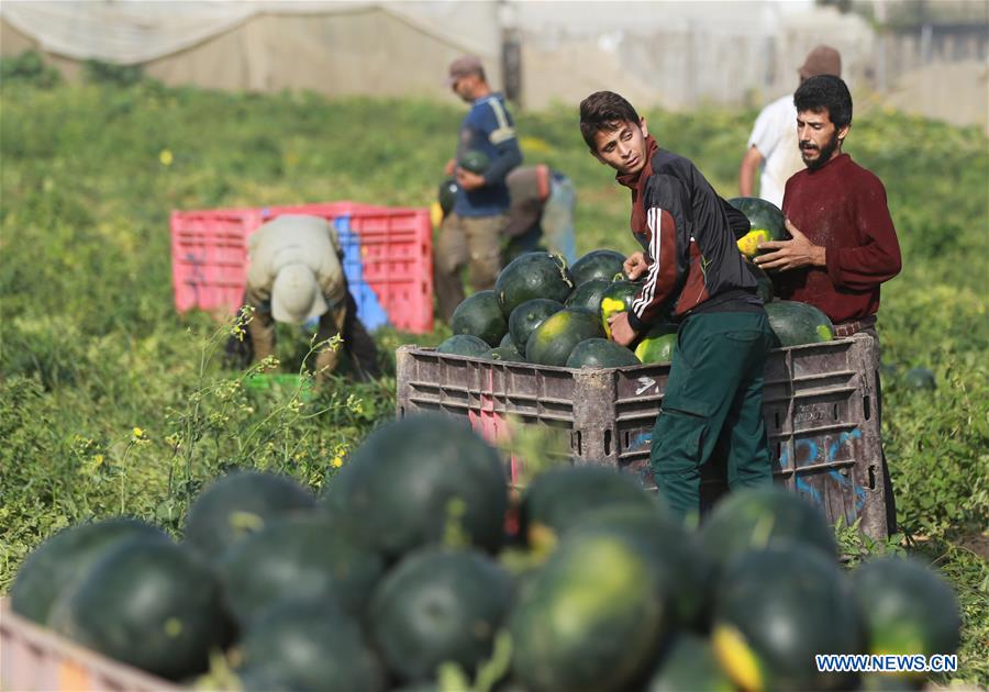 MIDEAST-GAZA-AGRICULTURE-WATERMELON