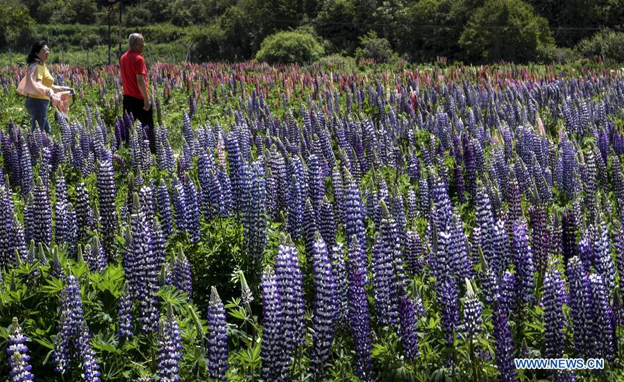 CHINA-SHAANXI-FLOWERS-TOURISM (CN)