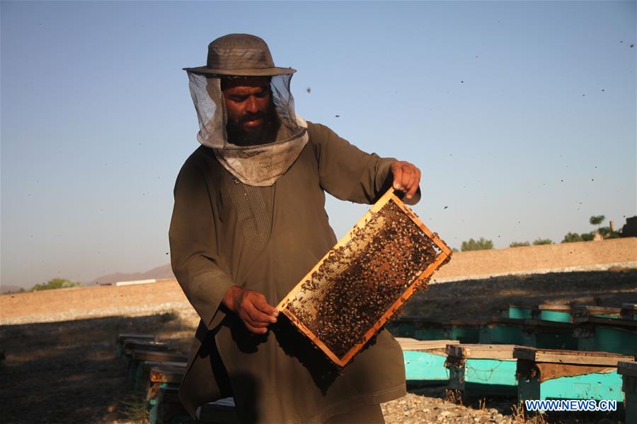 AFGHANISTAN-NANGARHAR-BEE FARM