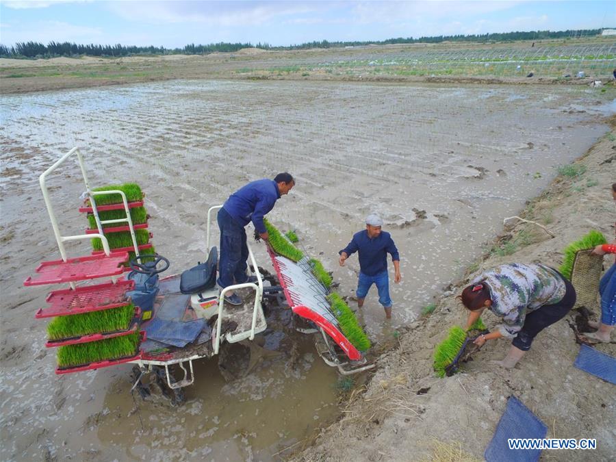 #CHINA-XINJIANG-TAKLIMAKAN DESERT-SALINE SOIL RICE (CN*)