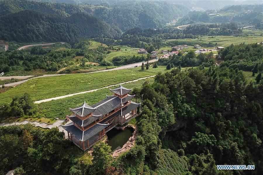 CHINA-GUIZHOU-DUSHAN-TEA GARDEN (CN)