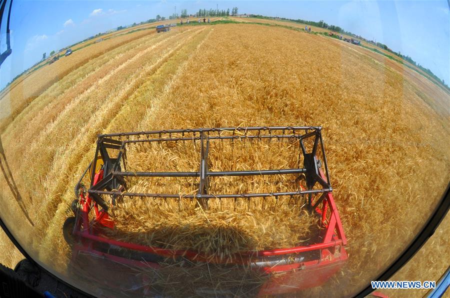 CHINA-HEBEI-CANGZHOU-WHEAT-HARVEST (CN)