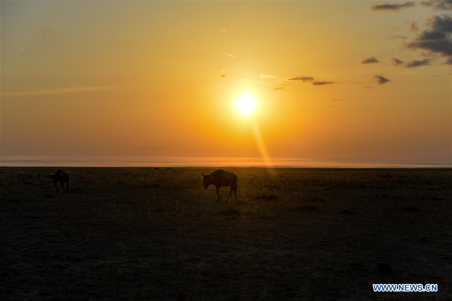 KENYA-AMBOSELI NATIONAL PARK-ANIMAL