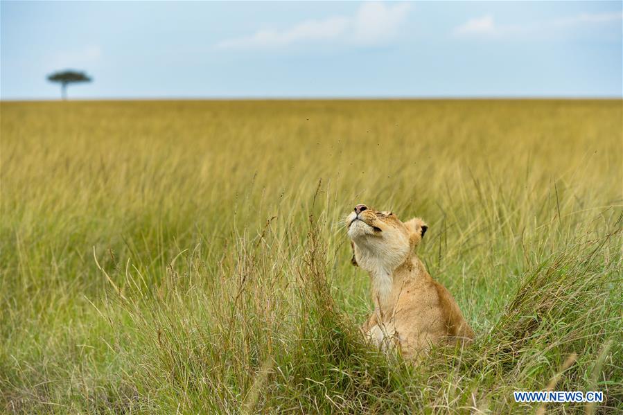 KENYA-MAASAI MARA-NATIONAL RESERVE