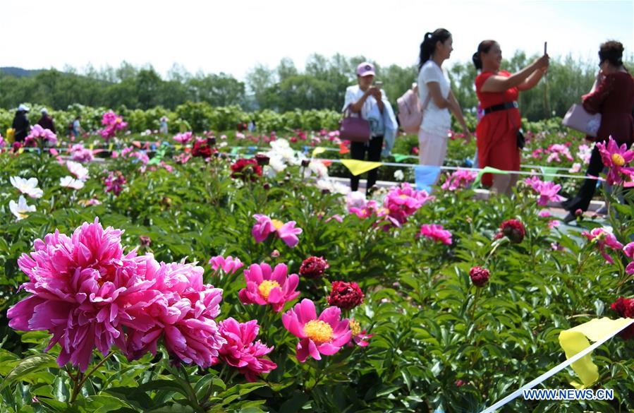 #CHINA-HEILONGJIANG-MUDANJIANG-PEONY-BLOSSOM