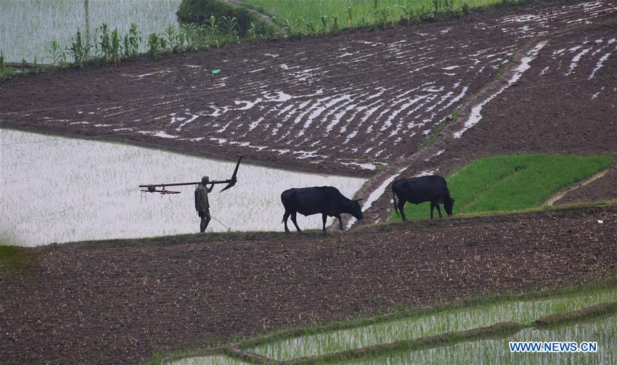 NEPAL-LALITPUR-FARMING