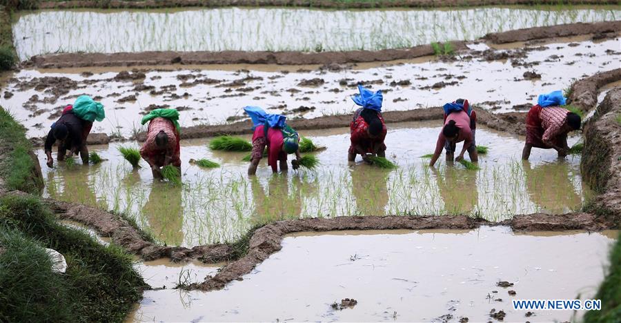 NEPAL-LALITPUR-FARMING