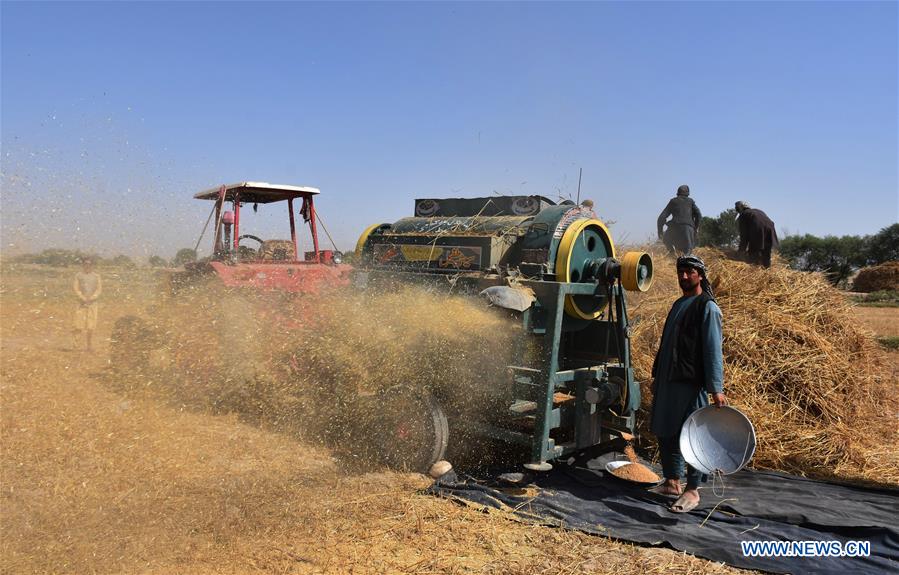 AFGHANISTAN-BALKH-WHEAT HARVEST