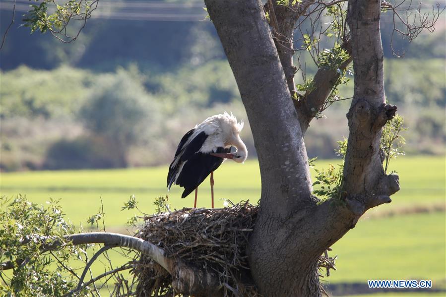 TURKEY-SAMSUN-KIZILIRMAK DELTA-SCENERY (CN)