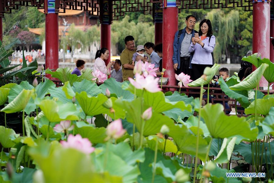 CHINA-YUNNAN-KUNMING-LOTUS FLOWERS (CN)