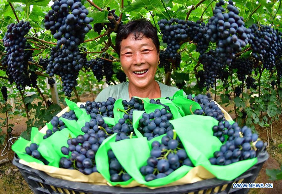 CHINA-HEBEI-TANGSHAN-GRAPE HARVEST (CN)