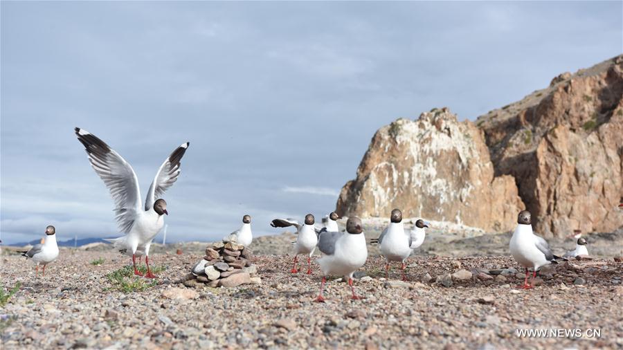 CHINA-TIBET-NAM CO-GULLS(CN)