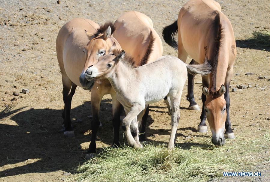 CHINA-XINJIANG-PRZEWALSKI'S HORSE (CN)