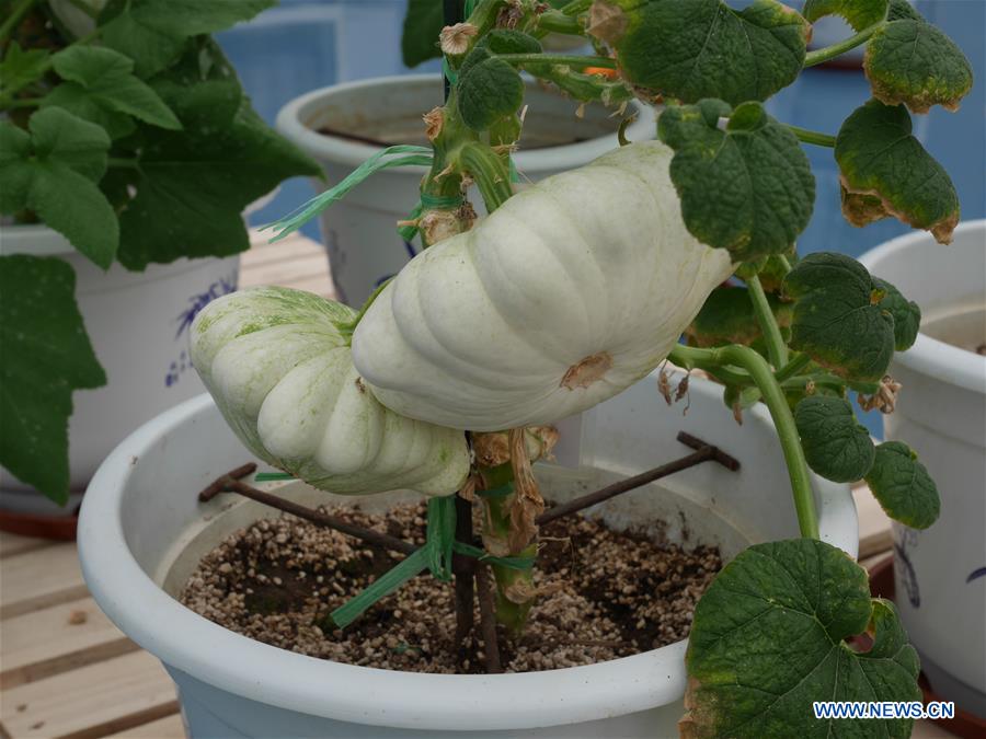 (BeijingCandid)CHINA-BEIJING-HORTICULTURAL EXPO (CN)