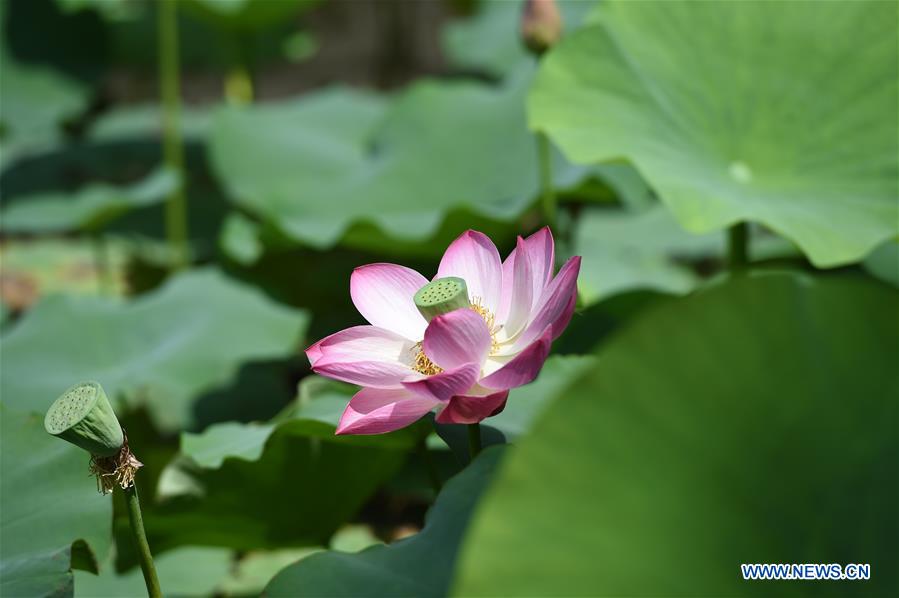 CHINA-INNER MONGOLIA-HOHHOT-LOTUS FLOWER (CN)