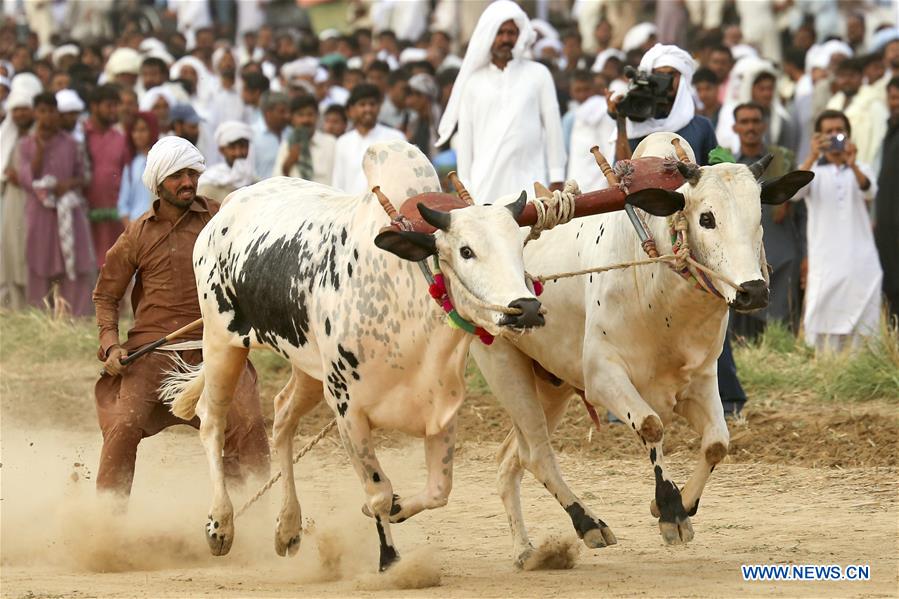 (SP)PAKISTAN-HASAR-BULL RACE