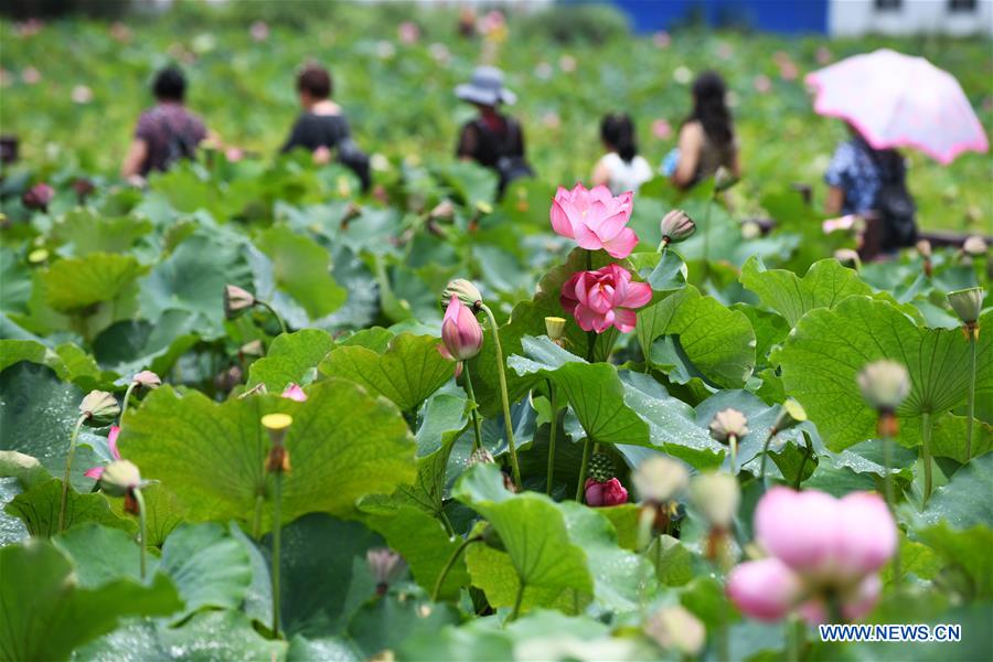 CHINA-GUIZHOU-LOTUS-TOURISM (CN)