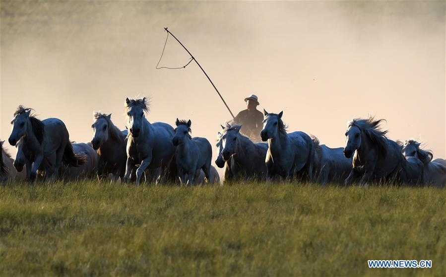 CHINA-INNER MONGOLIA-HORSE LASSOING (CN)