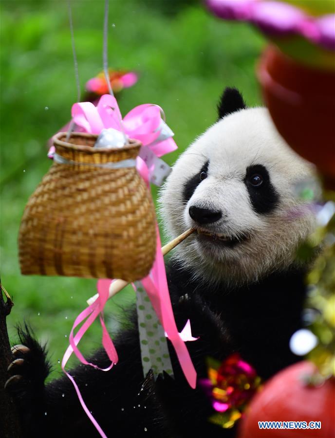 CHINA-CHANGCHUN-GIANT PANDA (CN)