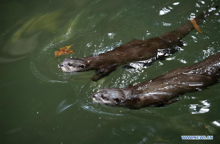 CHINA-ZHEJIANG-HANGZHOU-ANIMALS-SUMMER (CN)