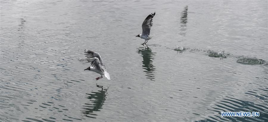 CHINA-TIBET-NGARI-BIRD (CN)