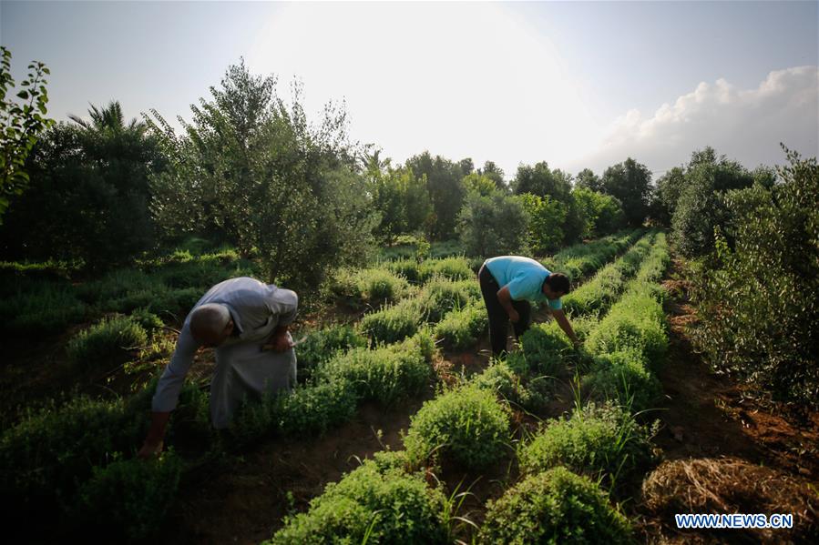 MIDEAST-GAZA-THYME