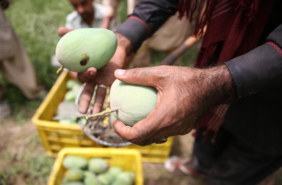 PAKISTAN-VEHARI-MANGO 