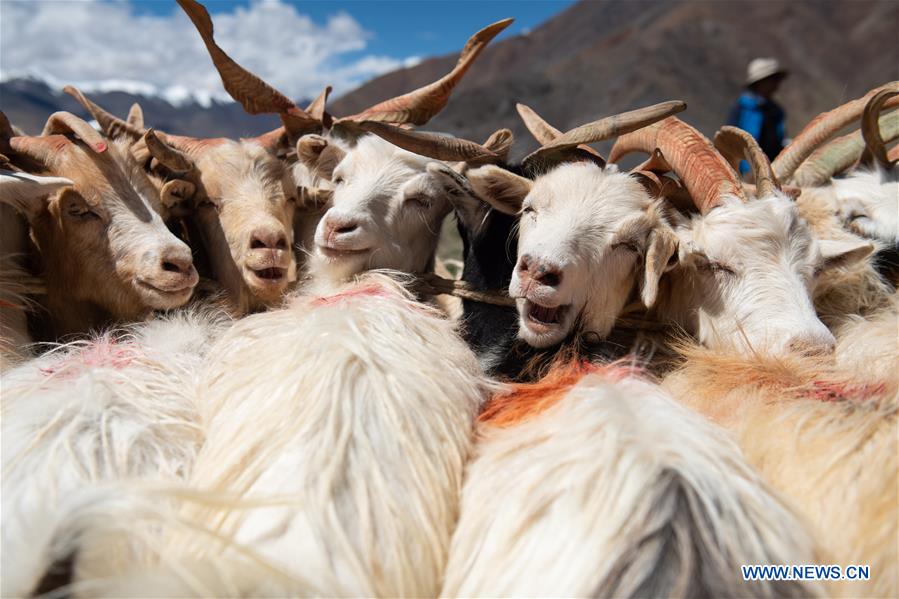 CHINA-TIBET-SHEEP MILK (CN)