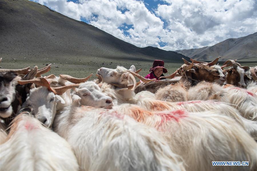 CHINA-TIBET-SHEEP MILK (CN)