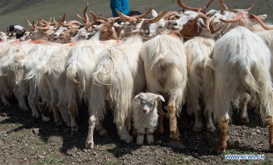 CHINA-TIBET-SHEEP MILK (CN)