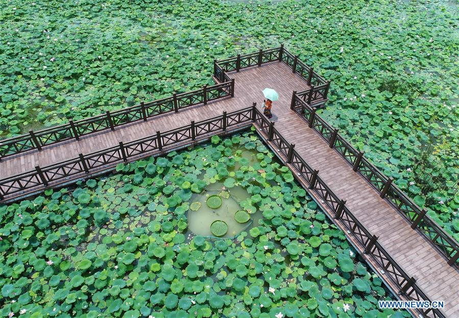 CHINA-GUANGXI-NANNING-LOTUS-BLOSSOM (CN)