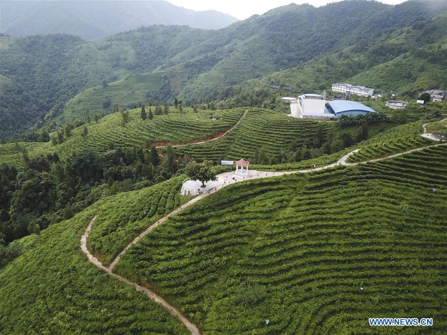 CHINA-GUANGXI-LINGYUN-TEA GARDEN (CN)