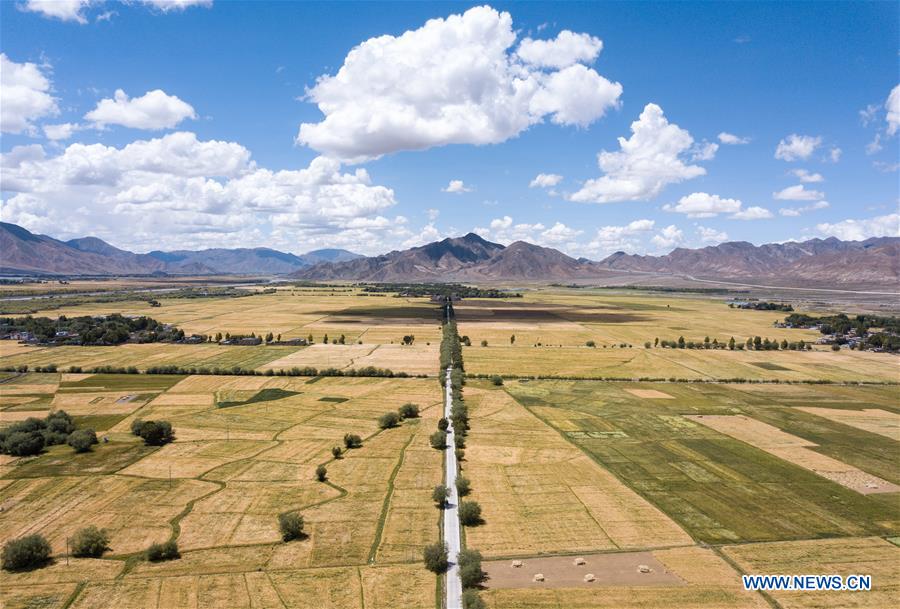 CHINA-TIBET-XIGAZE-HIGHLAND BARLEY-HARVEST (CN)