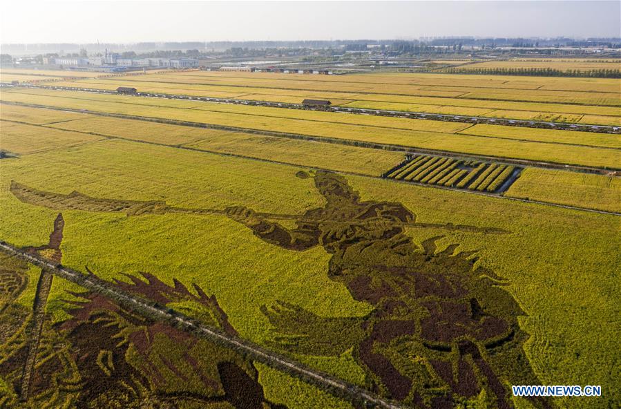 CHINA-NINGXIA-PADDY ART (CN)