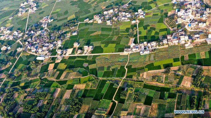 CHINA-GUANGXI-GONGCHENG-FIELDS-SCENERY (CN)